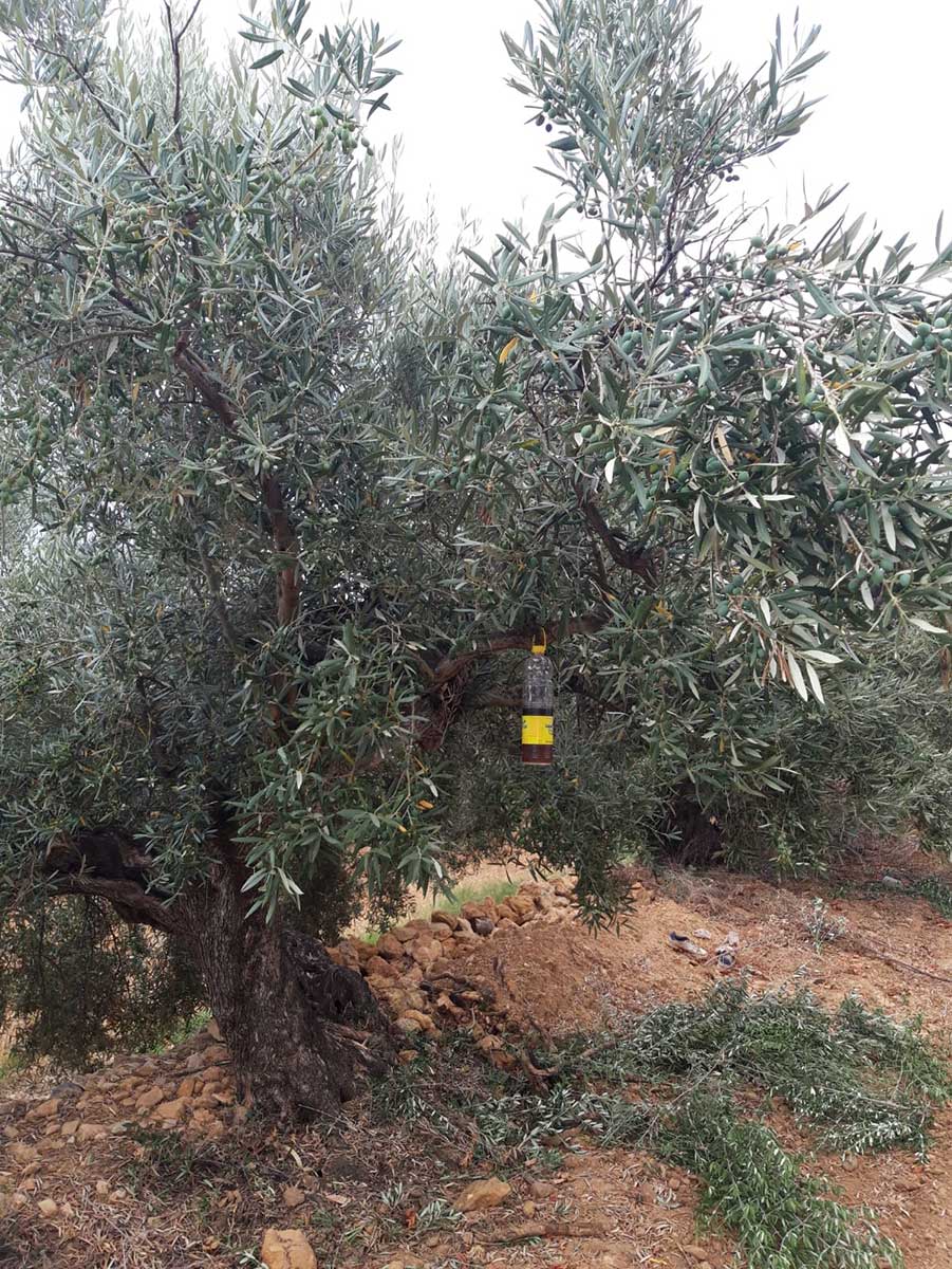 Olivo 1