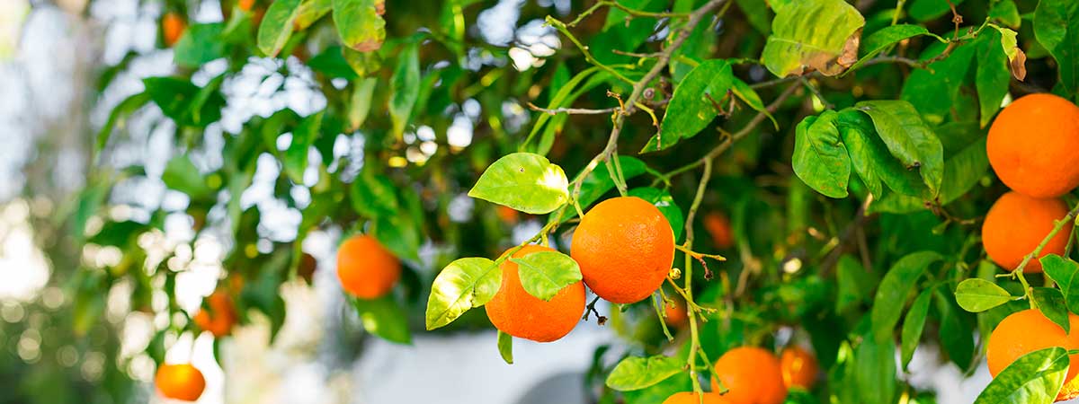 Cómo germinar semillas de naranja: 11 Pasos