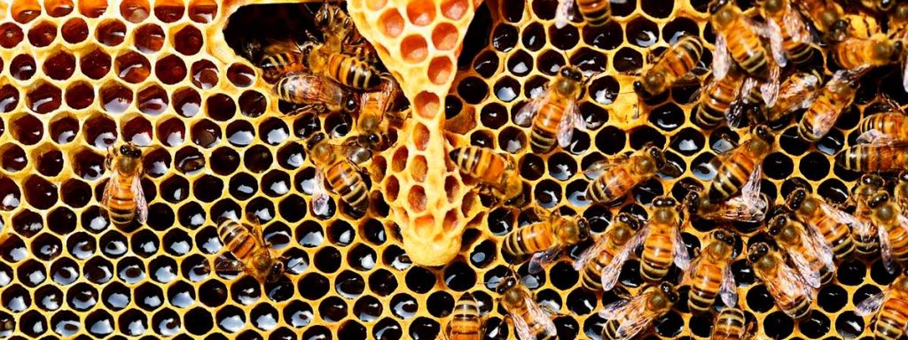 ¿Cómo saber si la miel es pura o no?