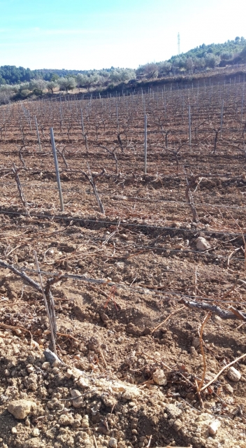diario-de-campo-poda-de-viedos.5 diario-de-campo-poda-de-viedos.5