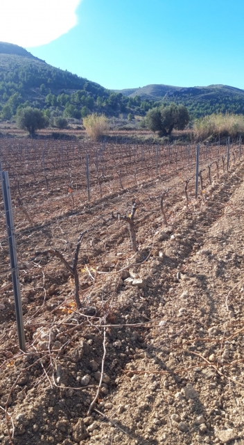 diario-de-campo-poda-viedos.3 diario-de-campo-poda-viedos.3