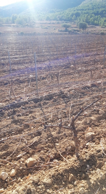 diario-de-campo-poda-viedos.6 diario-de-campo-poda-viedos.6