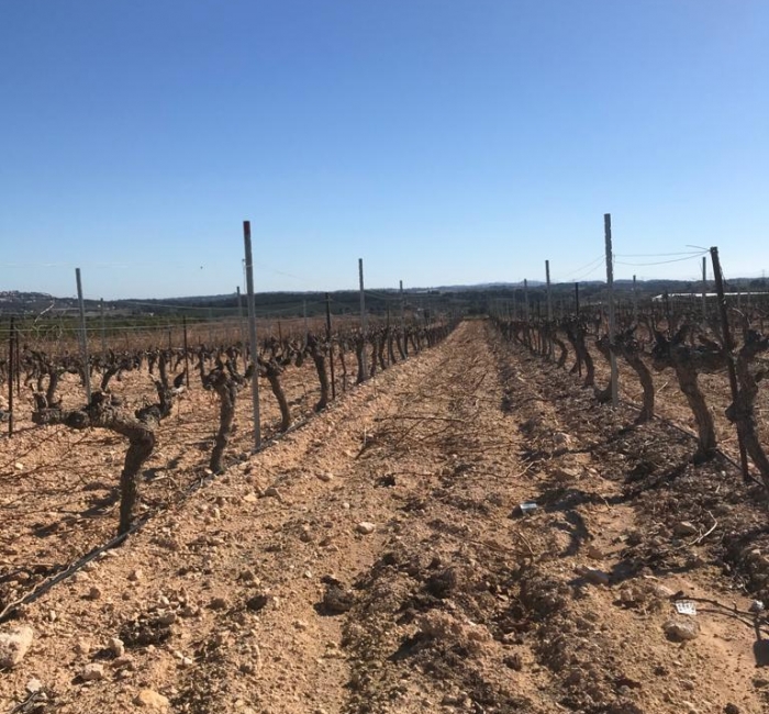 Vid-uva-moscatel-diario-de-campo-corazon-del-mediterrneo Vid-uva-moscatel-diario-de-campo-corazon-del-mediterrneo