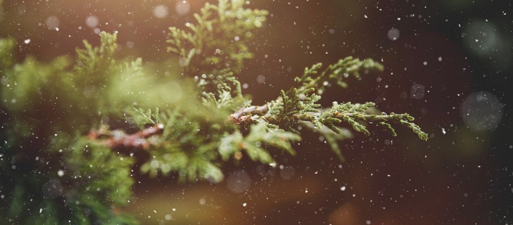 Navidad – Plantas Navidad – Plantas